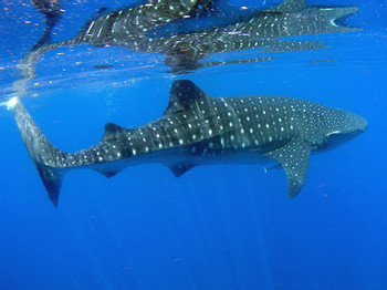 Swim with Whale Sharks: The Gentle Giants of the Caribbean photo 5