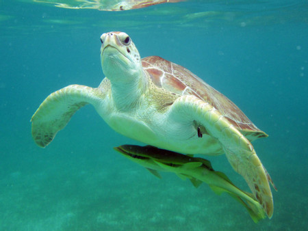 Caribbean Reef & Sacred Cenote photo 3