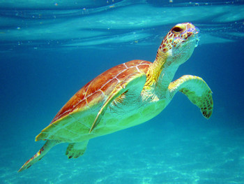Caribbean Reef & Sacred Cenote photo 2