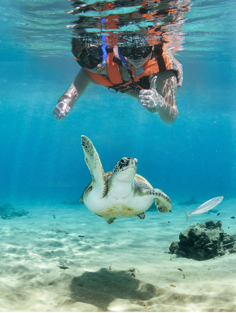 Caribbean Reef & Sacred Cenote