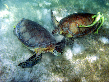 Caribbean Reef & Sacred Cenote photo 4