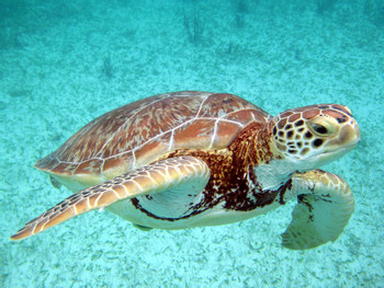 Caribbean Reef & Sacred Cenote photo 5