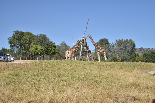 Africam Safari Family Adventure photo