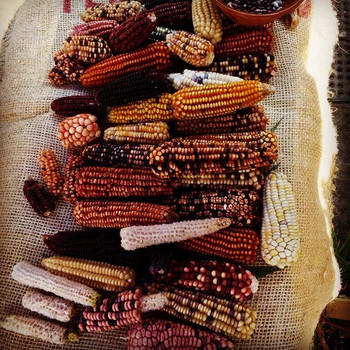 Embrace the Art of the Tortilla: A Maize Tradition in Cholula photo 5