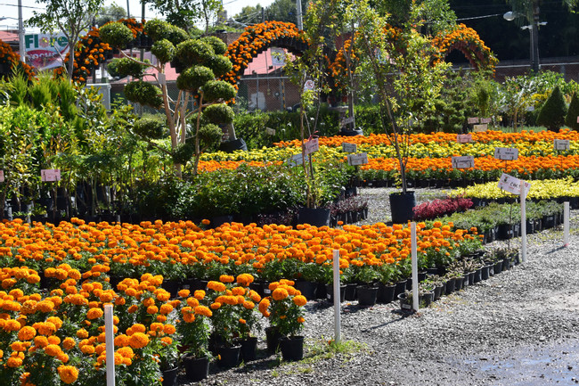 Day of the Dead in Puebla: Atlixco & Huaquechula photo