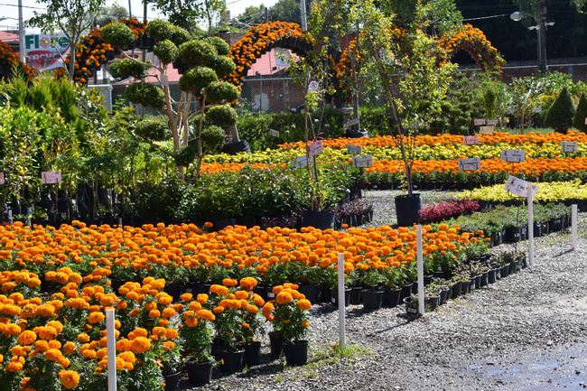 Day of the Dead in Puebla: Atlixco & Huaquechula Photo