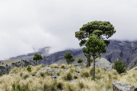 Between Volcanoes: Hiking the Izta-Popo National Park