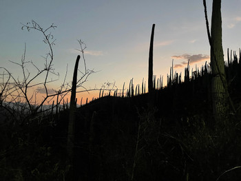 Tehuacán-Cuicatlán Biosphere Reserve: Nature, History, and Mezcal photo 4