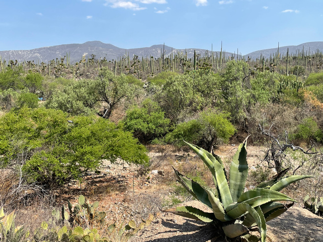 Tehuacán-Cuicatlán Biosphere Reserve: Nature, History, and Mezcal Photo