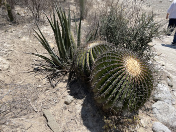Tehuacán-Cuicatlán Biosphere Reserve: Nature, History, and Mezcal photo 3