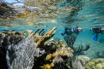 Snorkeling Adventure at Puerto Morelos Reef