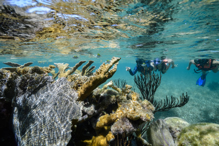 Snorkeling Adventure at Puerto Morelos Reef