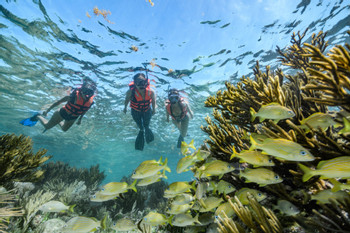 Snorkeling Adventure at Puerto Morelos Reef