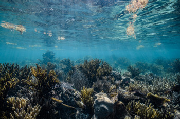 Snorkeling Adventure at Puerto Morelos Reef