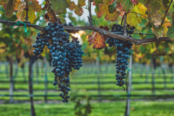 San Lucas Vineyard Experience photo 2