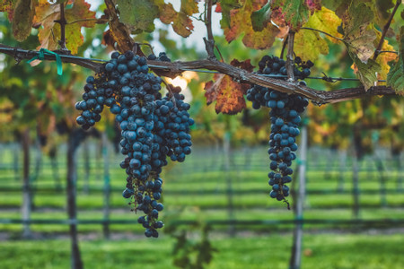 San Lucas Vineyard Experience photo 2