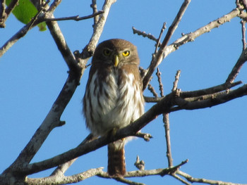 Birdwatching Walk in the Sian Ka’an Biosphere Reserve photo 2