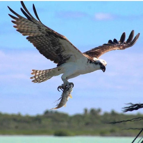 Birdwatching Walk in the Sian Ka’an Biosphere Reserve