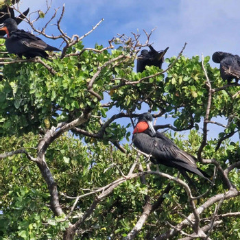 Birdwatching Walk in the Sian Ka’an Biosphere Reserve photo 5
