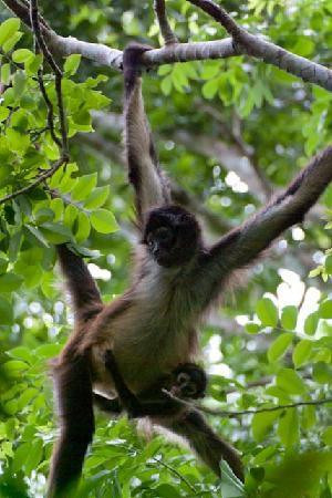 Cobá & Punta Laguna: Maya Legacy and Nature Encounter photo