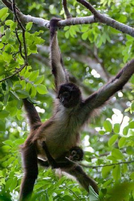 Go Monkey