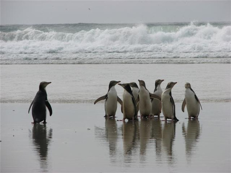 Yellow-eyed Penguin Trust