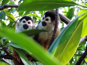 The Best Things to do in Bocas Town 8, Panama