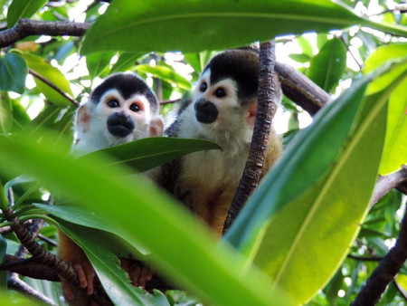The Best Things to do in Bocas Town 8, Panama