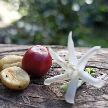 Excursión de Catación de Café photo 2