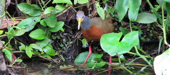 Jungle Canal Day Tour photo 5