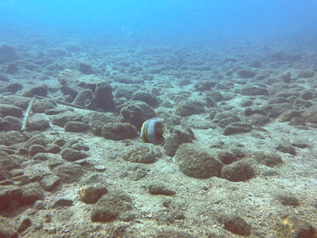 Pacific Ocean Scuba Diving Tour photo 4