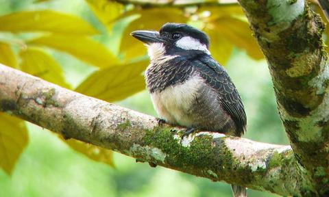 A Birding Journey in The Tropics Panama