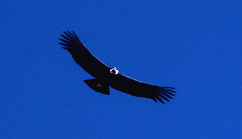 Trekking in Colca Canyon 3 Days / 2 Nights photo 2