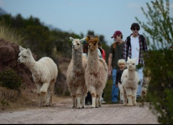 Llama Hike at Piuray Lagoon & Chinchero Cultural Experience Photo