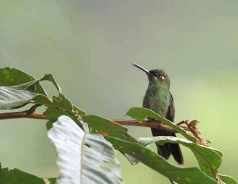 Birdwatching at the Huacarpay Lagoon Peru