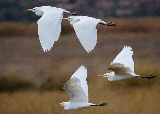 Birdwatching at the Huacarpay Lagoon photo