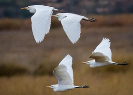 Birdwatching at the Huacarpay Lagoon