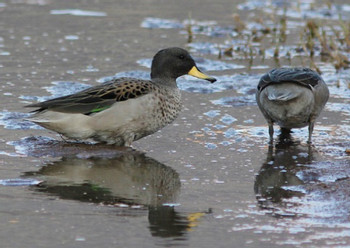 Birdwatching at the Huacarpay Lagoon photo 5