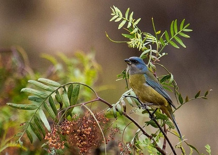 Birdwatching at the Huacarpay Lagoon photo 2