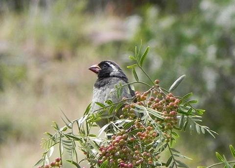 Birdwatching at the Huacarpay Lagoon
