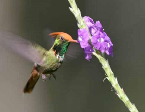 Birdwatching at the Huacarpay Lagoon Peru