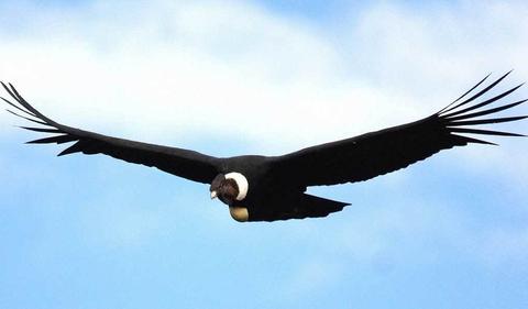 Full day tour to Condor Viewpoint at Chonta