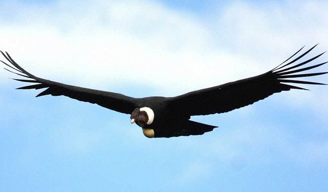Full day tour to Condor Viewpoint at Chonta photo