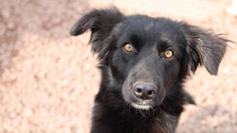 Volunteering Animal Care