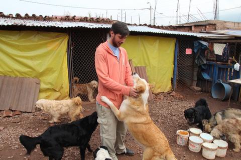 Volunteering Animal Care Peru