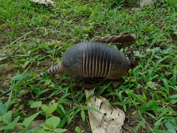 Full Day Amazon River with Monkey Island photo 5