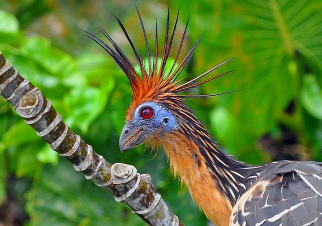 Pacaya Samiria Amazon Lodge photo