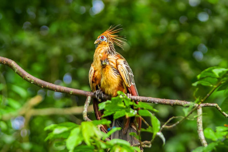 Pacaya Samiria Amazon Lodge photo 2