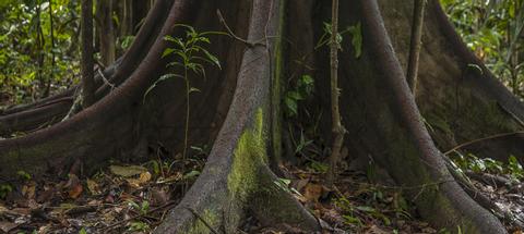Tree House Lodge Peru
