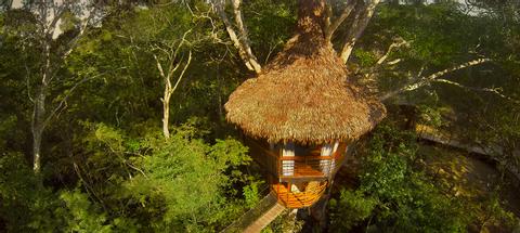 Tree House Lodge